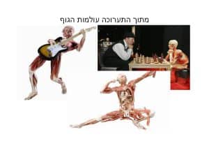 שקופית4