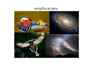 שקופית5